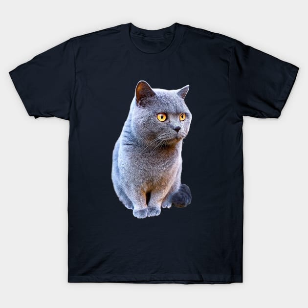 British Shorthair Cat Blue T-Shirt by ElegantCat